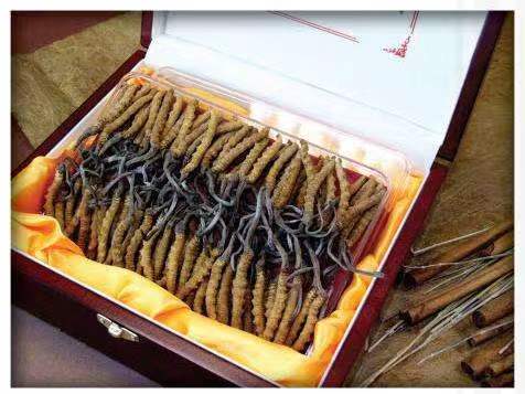 岚县冬虫夏草回收